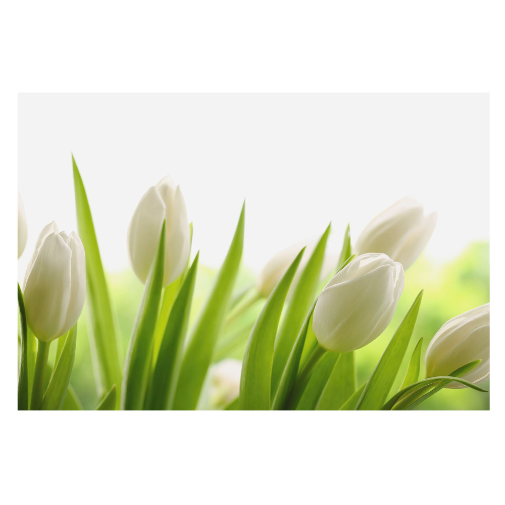 Tapeta na zeď Jemné bílé tulipány, moderní elegance