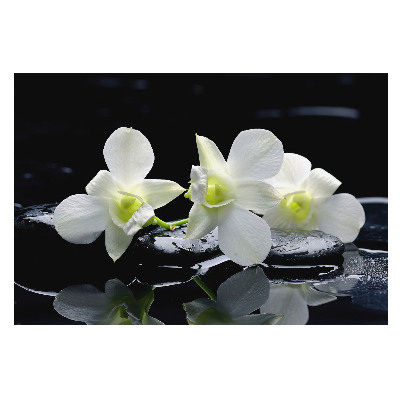 Tapeta na zeď Bílé orchideje na kamenech.