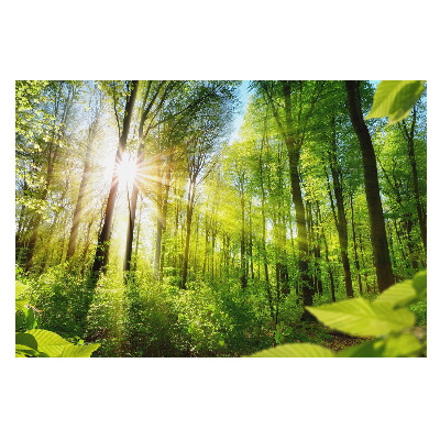 Tapeta do obyvaku Energie slunečního světla v lesní krajině.
