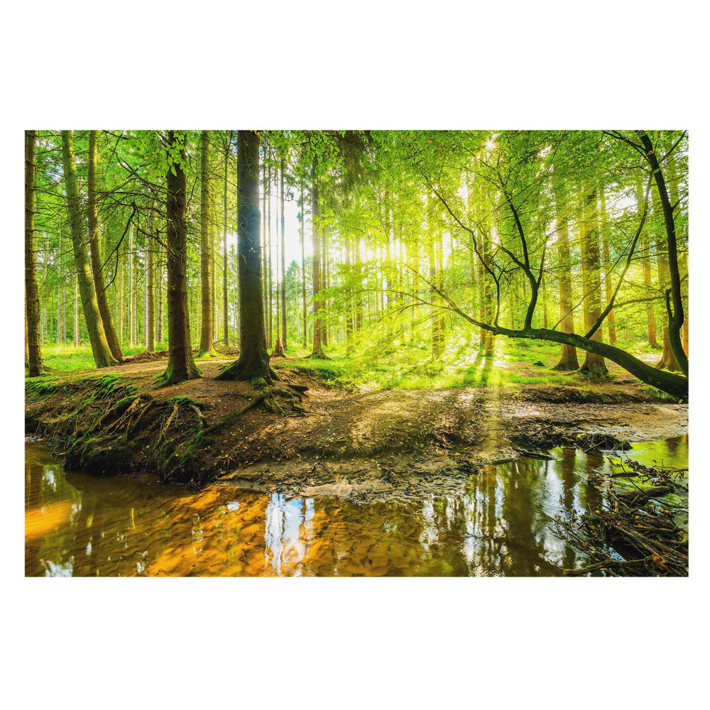 Tapeta Lesní klid, světlo, potok