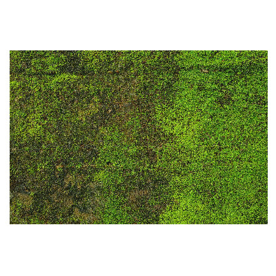 Tapeta na zeď Mech organická textura