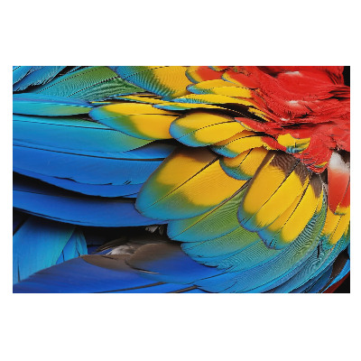 Tapeta do obyvaku Energická mozaika barevného peří