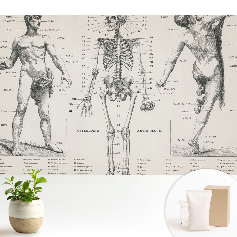Tapeta Anatomické ilustrace v retro stylu
