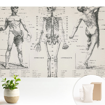 Tapeta Anatomické ilustrace v retro stylu