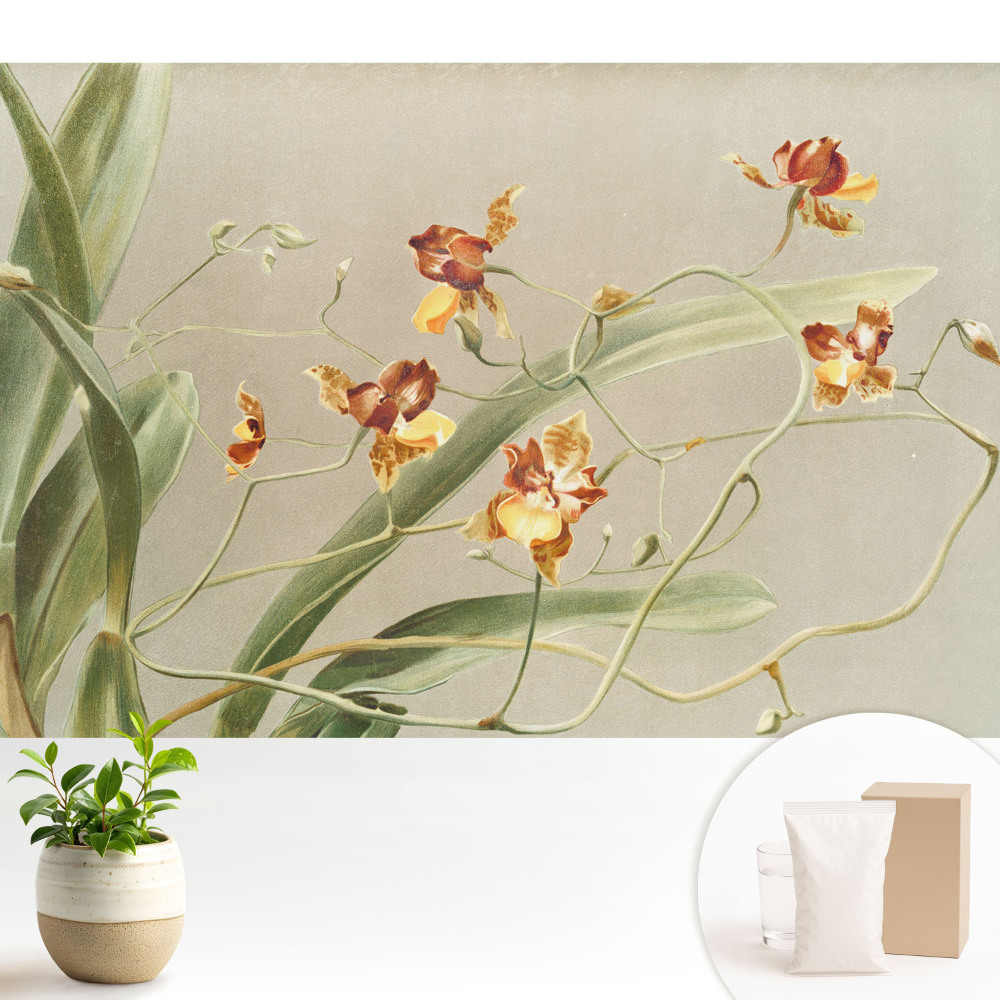 Tapeta Krásné orchideje na šedém pozadí