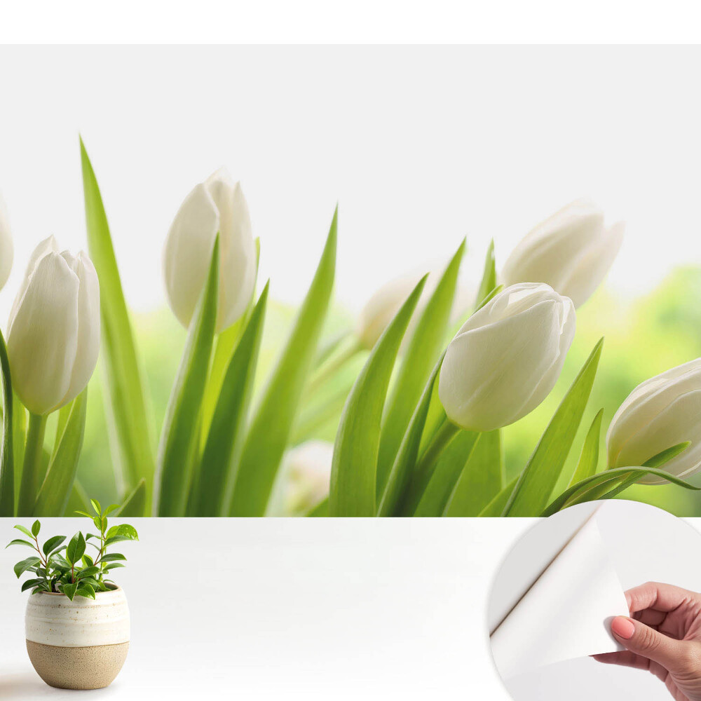 Tapeta na zeď Jemné bílé tulipány, moderní elegance