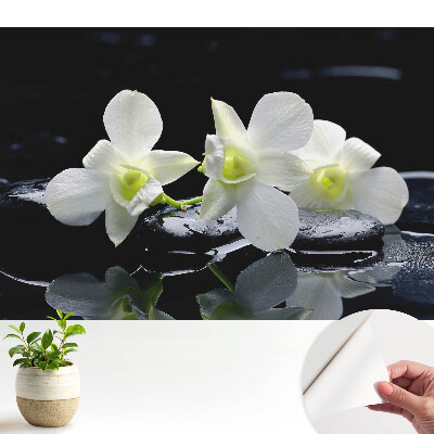 Tapeta na zeď Bílé orchideje na kamenech.