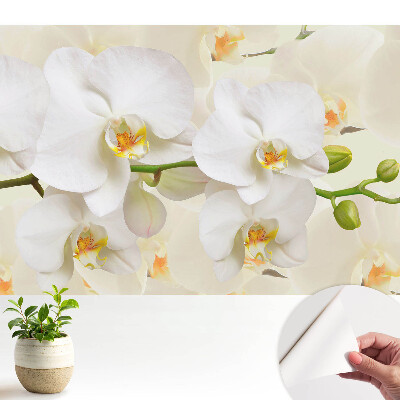 Tapeta Bílé orchideje, svěžest moderního stylu