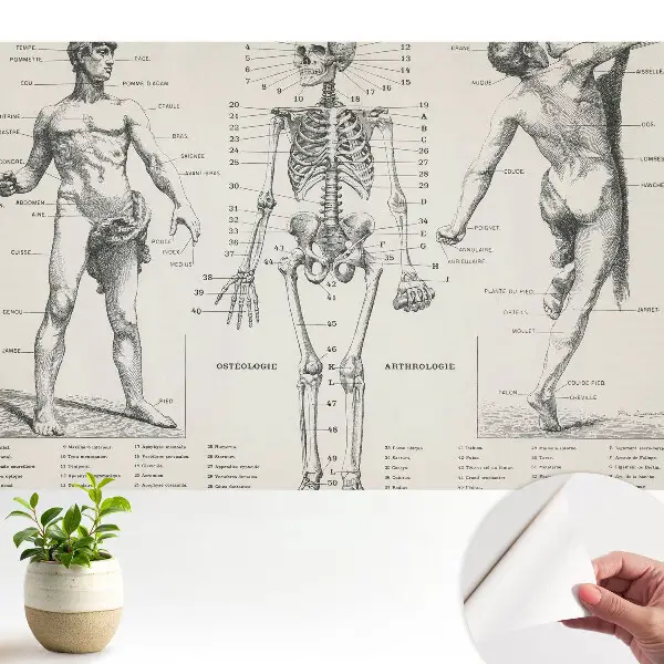 Tapeta Anatomické ilustrace v retro stylu