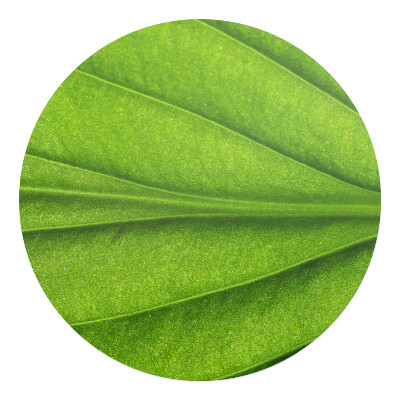 Podložka pod židli kulatá List zblízka