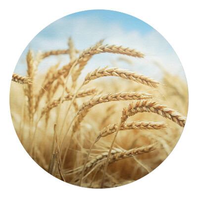 Ochranná podložka pod židli kulatá Klasy kukuřice na poli