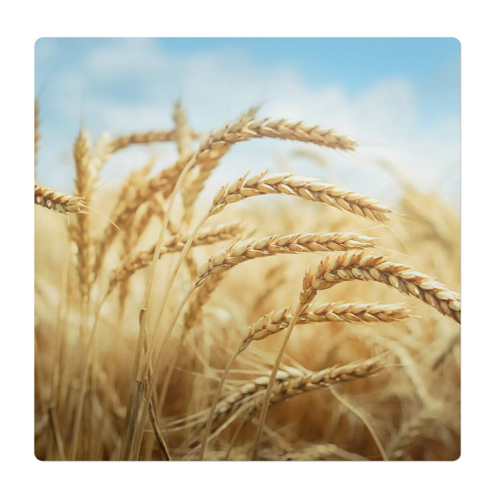 Ochranná podložka pod židli Klasy kukuřice na poli