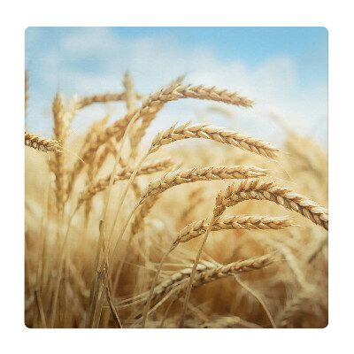 Ochranná podložka pod židli Klasy kukuřice na poli