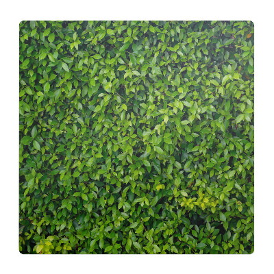 Podložka pod křeslo Zelená stěna z listí