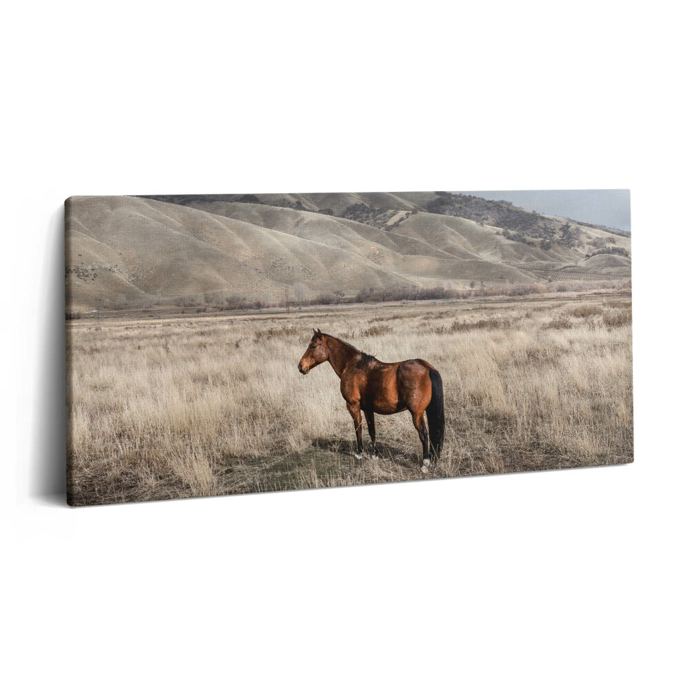 Obraz na plátně 100x50 cm Hřebec mezi trávou