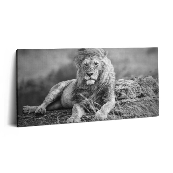 Obraz z fotografie na plátně 100x50 cm Majestátní zvíře lev