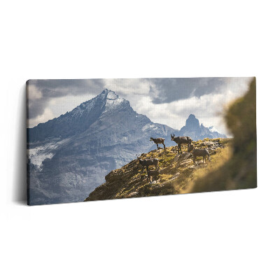 Obraz canvas 100x50 cm Kozy a údolí Aosta v Itálii