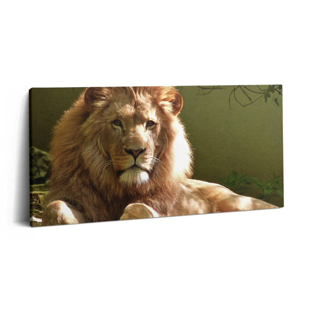 Obraz na plátně 100x50 cm Portrét divokého lva