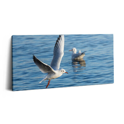 Obraz z fotografie na plátně 100x50 cm Racci v Gdyni