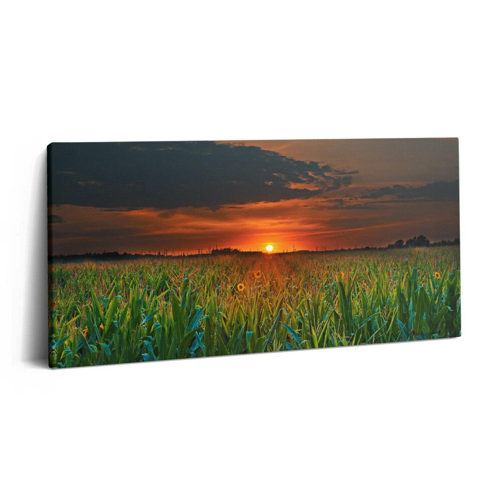 Obraz z fotografie na plátně 100x50 cm Slunečnice na louce