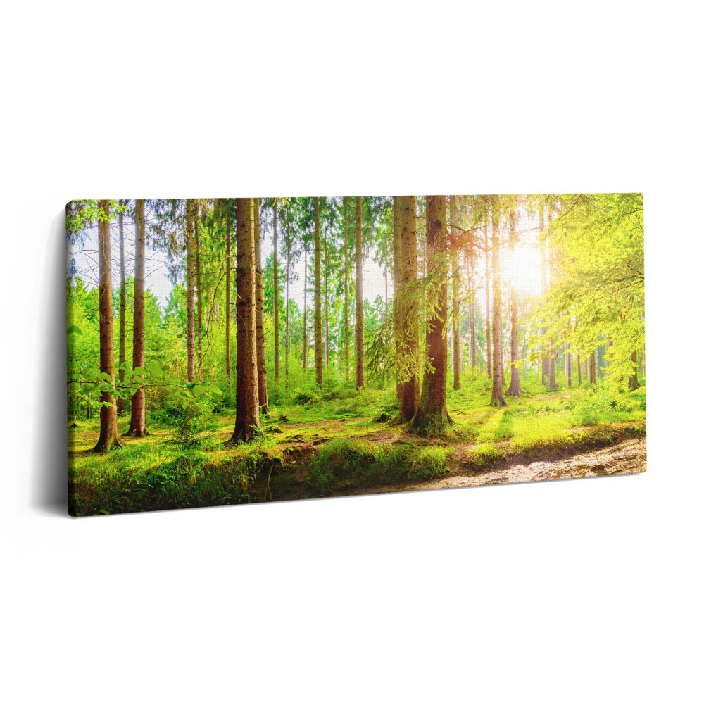 Obraz na plátně 120x60 cm Les na slunci