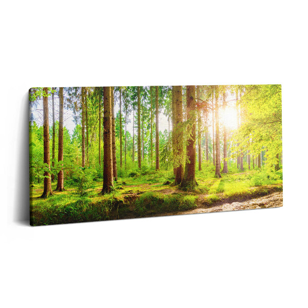 Obraz na plátně 120x60 cm Les na slunci
