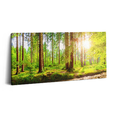 Obraz na plátně 120x60 cm Les na slunci