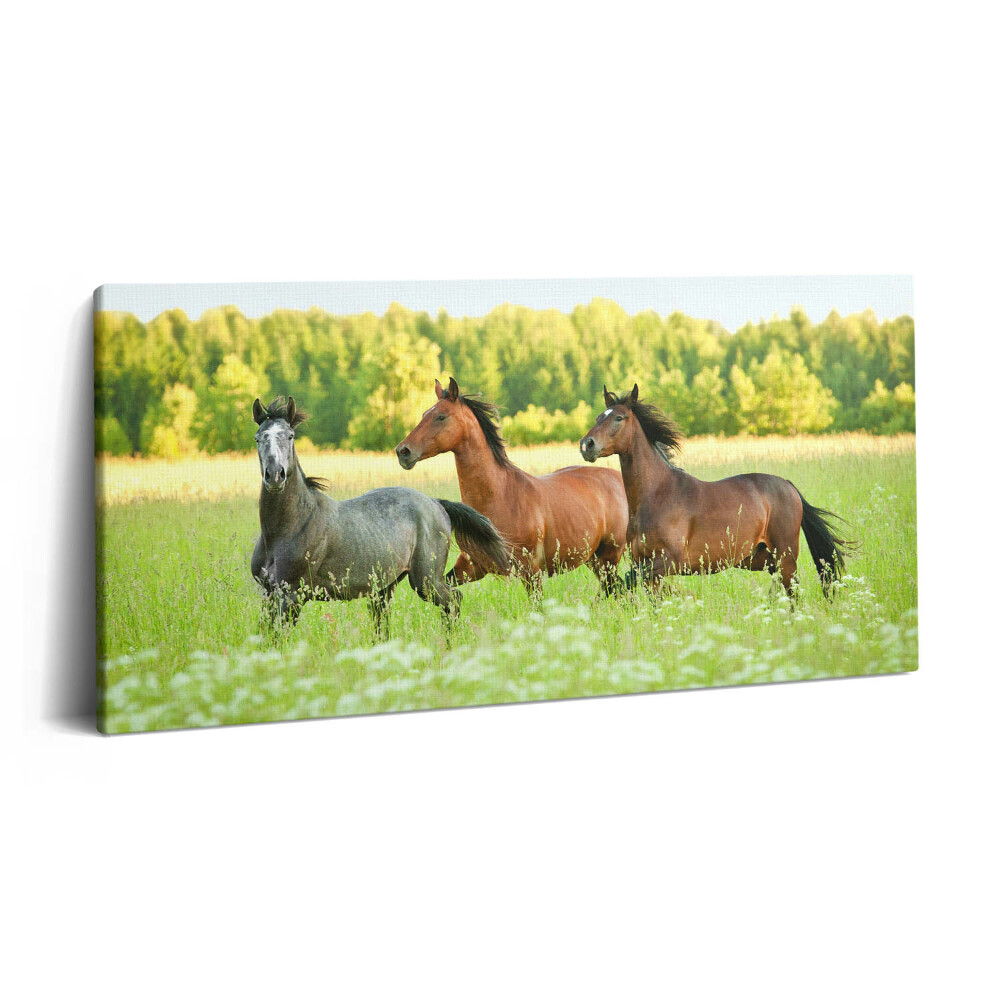 Obraz z fotografie na plátně 120x60 cm Hřebci na louce