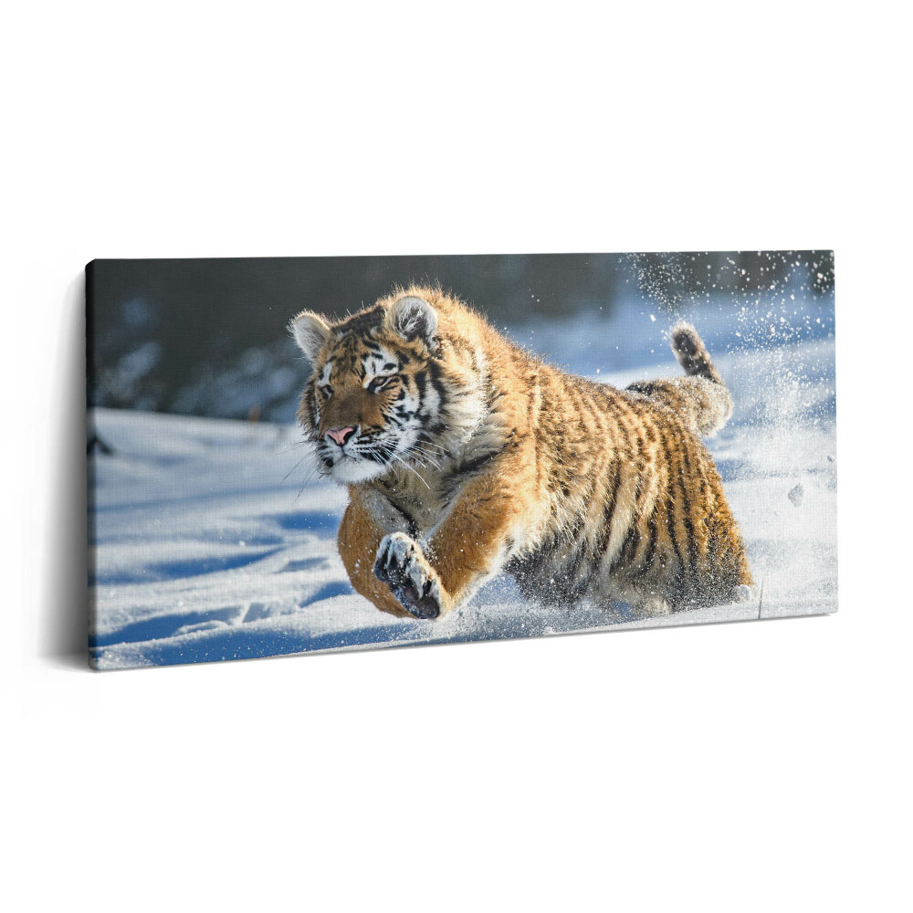 Obraz na plátně 120x60 cm Chlupatý tygr na sněhu