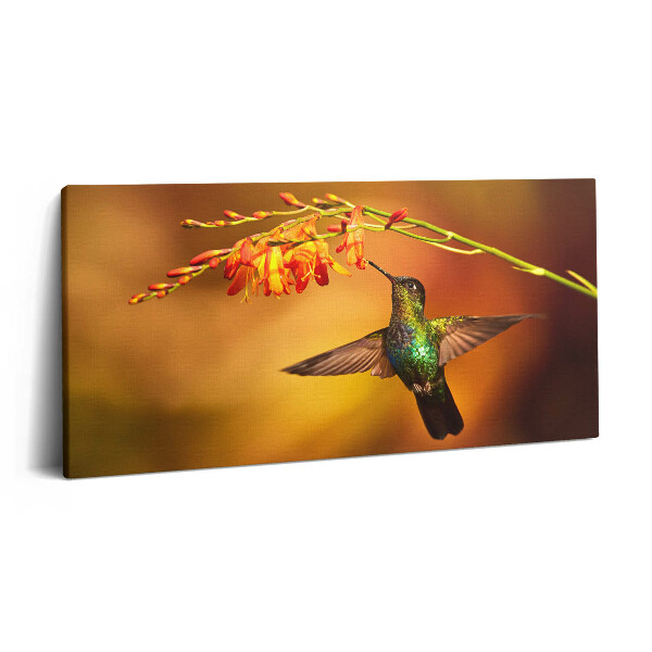 Obraz canvas 120x60 cm Kolibřík