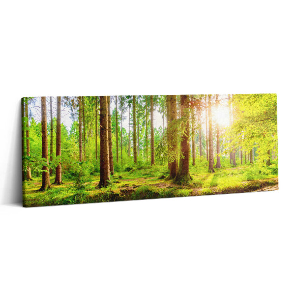 Obraz canvas 125x50 cm Les na slunci