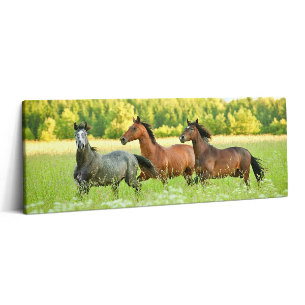 Obraz canvas 125x50 cm Hřebci na louce