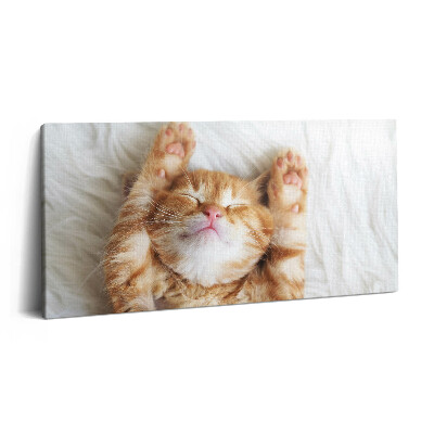 Obraz z fotografie na plátně 140x70 cm Spící kotě