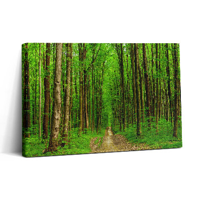 Obraz na plátně 30x20 Lesní cesta mezi stromy