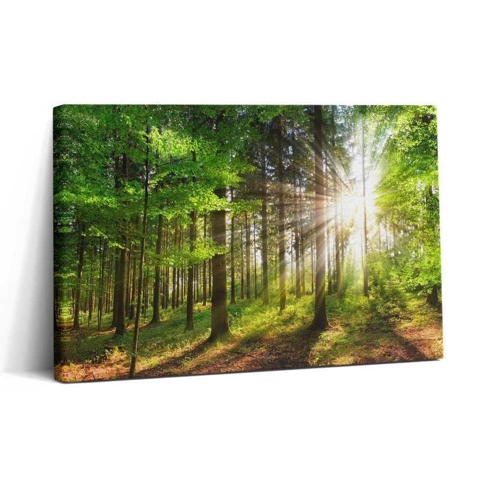 Obraz na plátně 30x20 Les a východ slunce