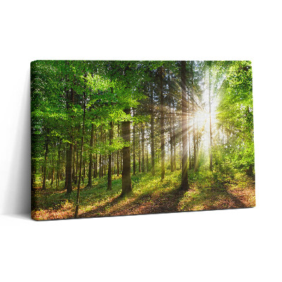 Obraz na plátně 30x20 Les a východ slunce