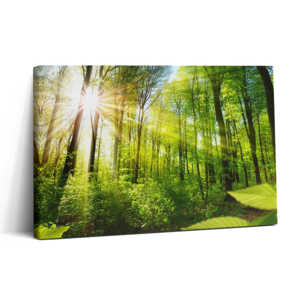 Obraz na plátně 30x20 Sluneční svit v lese