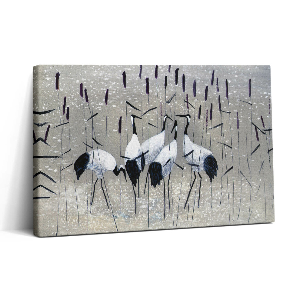 Obraz na plátně 30x20 Rákosoví jeřábi