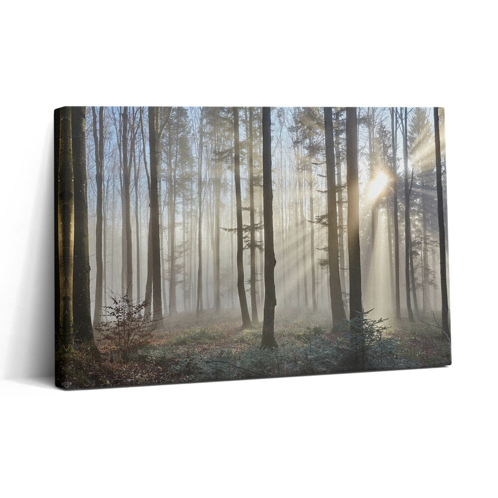 Obraz canvas 30x20 Les v mlze