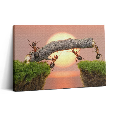 Obraz na plátně 30x20 Mravenci na kmeni stromu