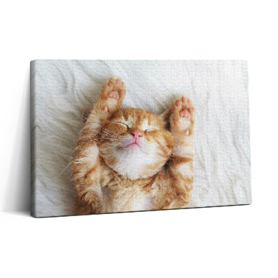 Obraz na plátně 30x20 Spící kotě