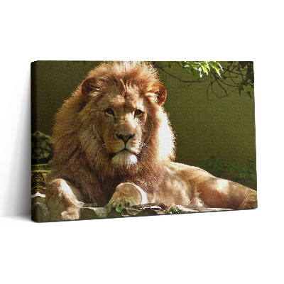 Obraz canvas 30x20 Portrét divokého lva