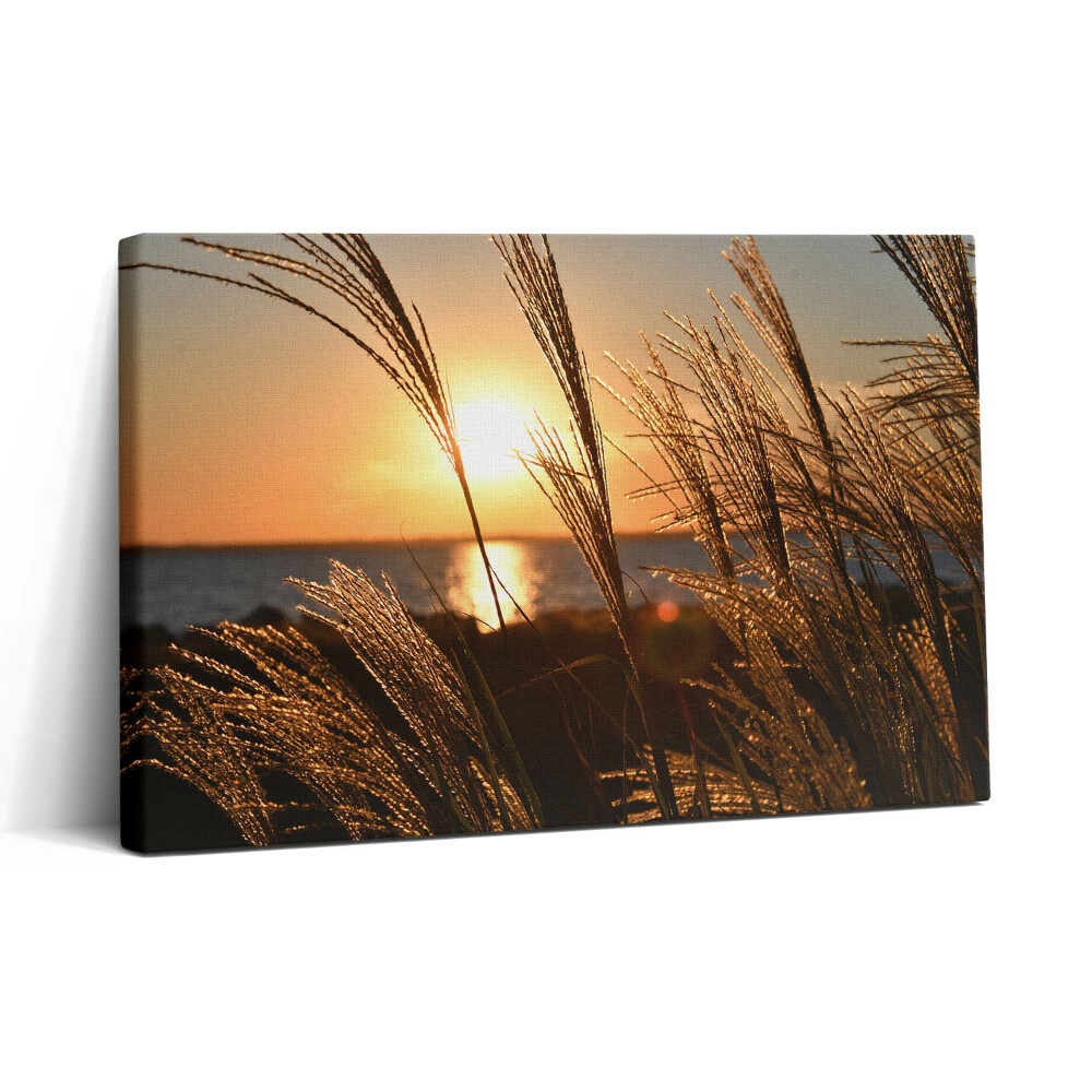 Obraz z fotografie na plátně 30x20 Pšenice ve zlaté hodině