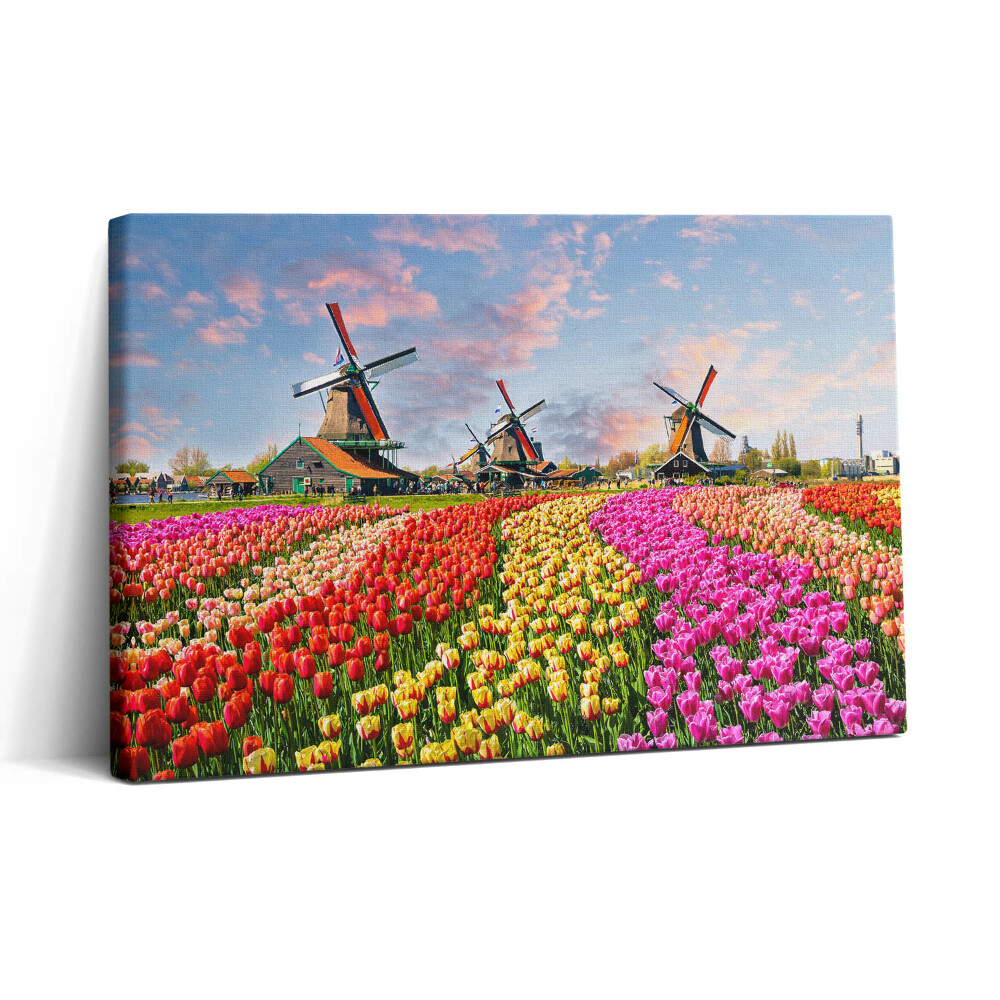 Obraz na plátně 30x20 Krajina s tulipány Nizozemsko