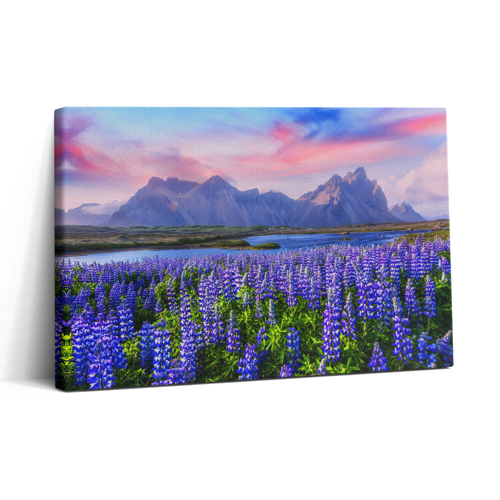 Obraz na plátně 30x20 Levandulová pole - Island