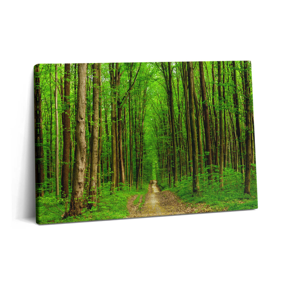 Obraz z fotografie na plátně 60x40 cm Lesní cesta mezi stromy