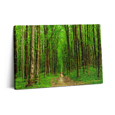Obraz z fotografie na plátně 60x40 cm Lesní cesta mezi stromy