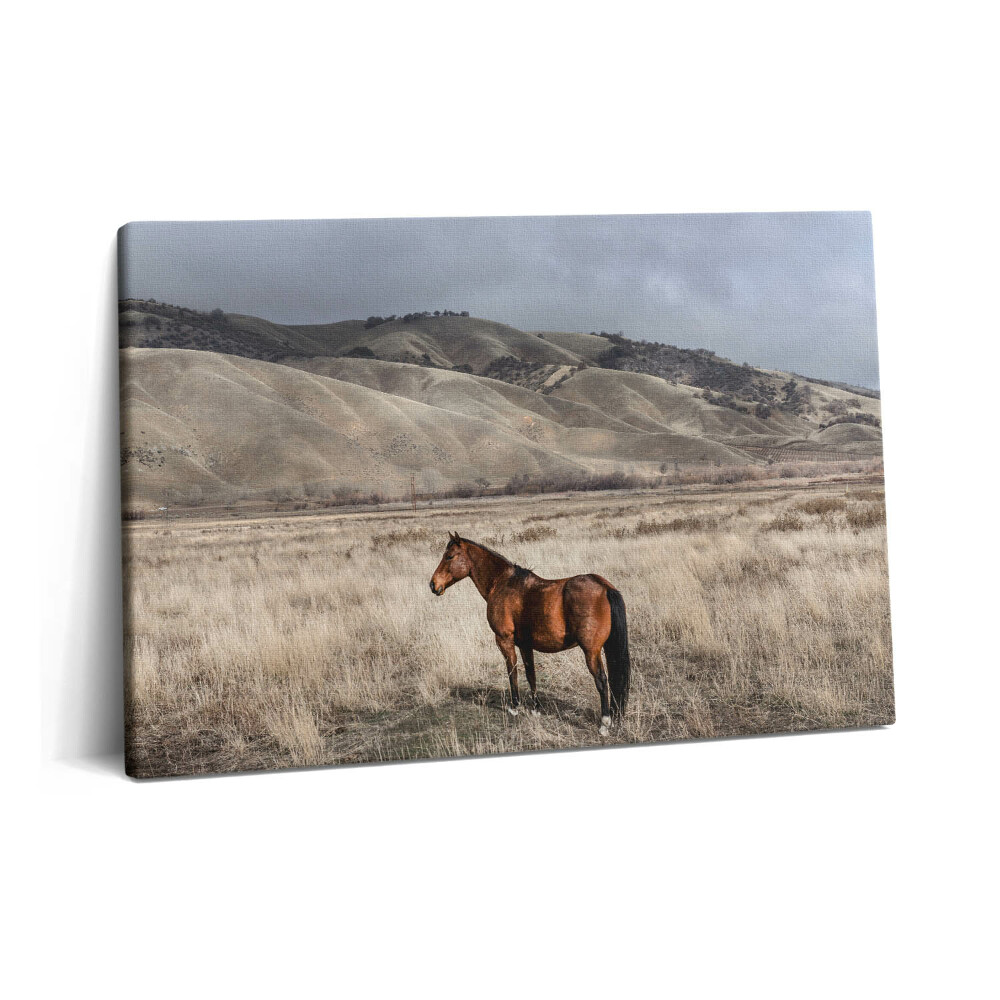 Obraz na plátně 60x40 cm Hřebec mezi trávou