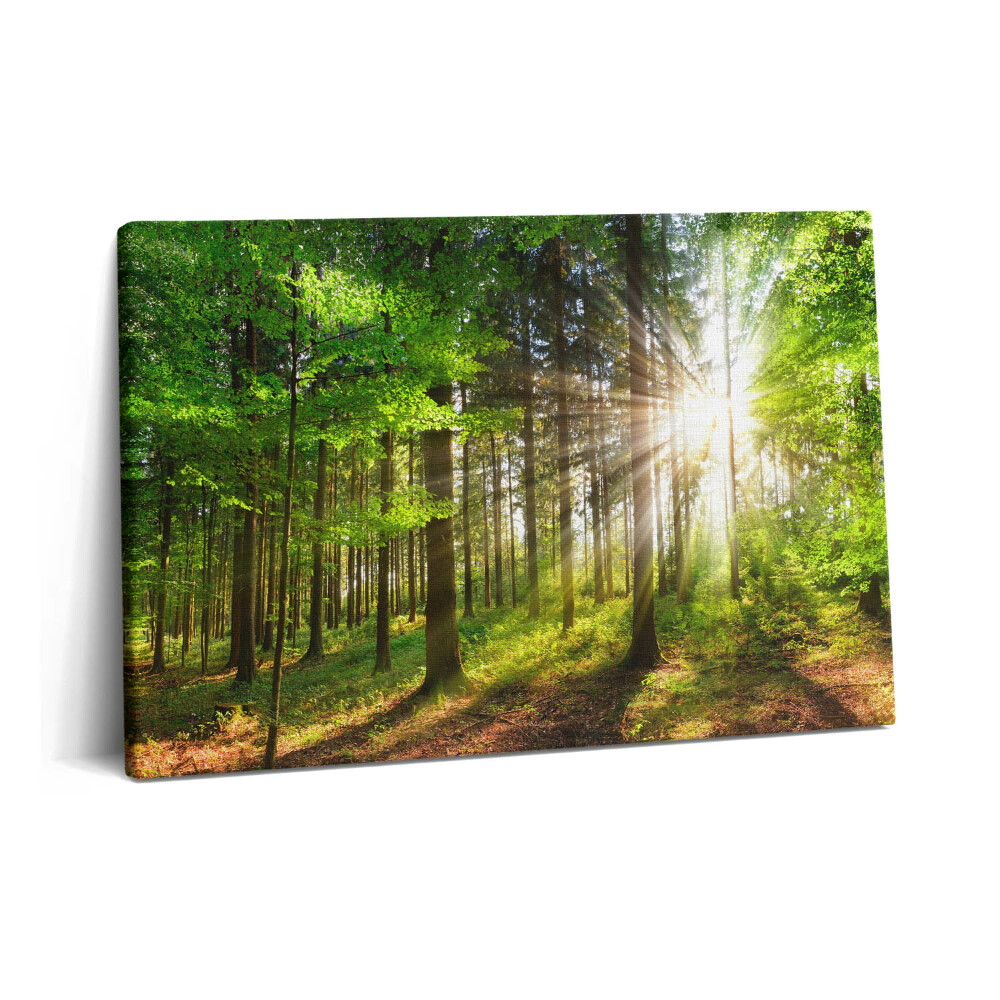 Obraz z fotografie na plátně 60x40 cm Les a východ slunce