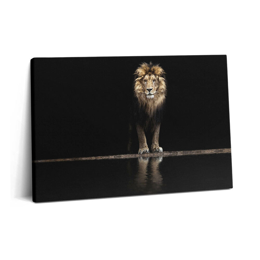 Obraz na plátně 60x40 cm Osamělé divoké zvíře lev